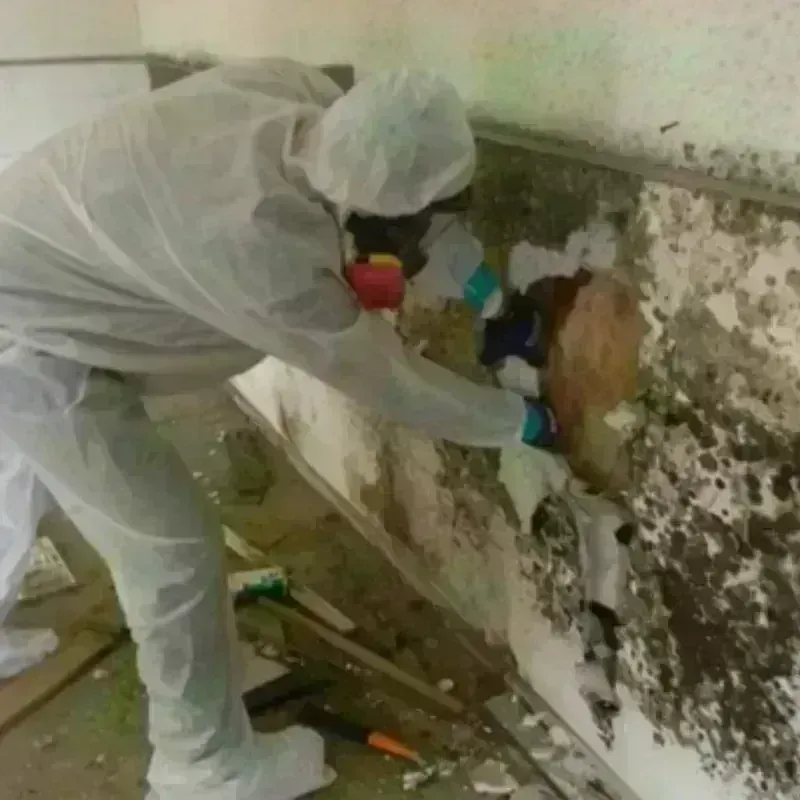 Mold Remediation and Removal in Annville, KY